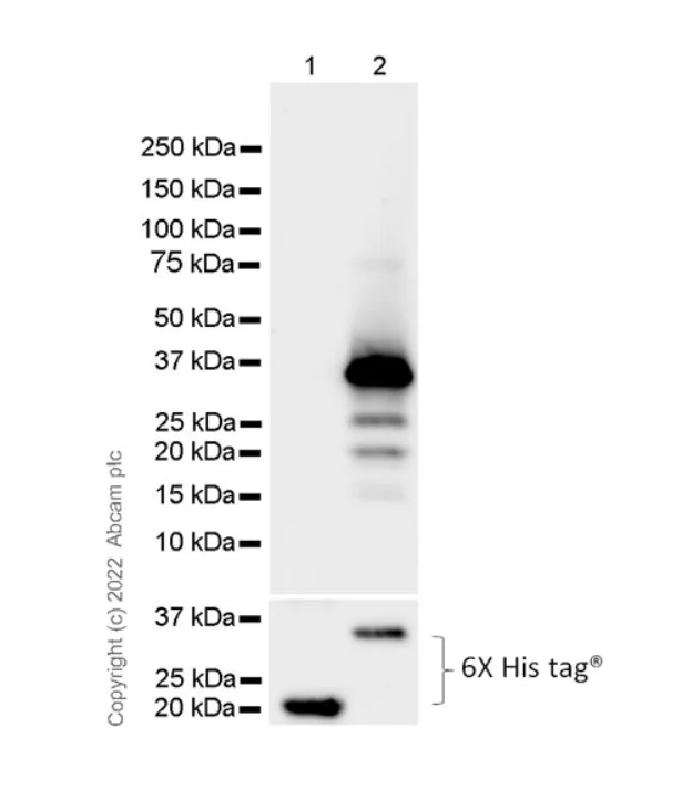 Western blot - Anti-NKCC1 antibody [EPR26256-60] - BSA and Azide free (AB303519)