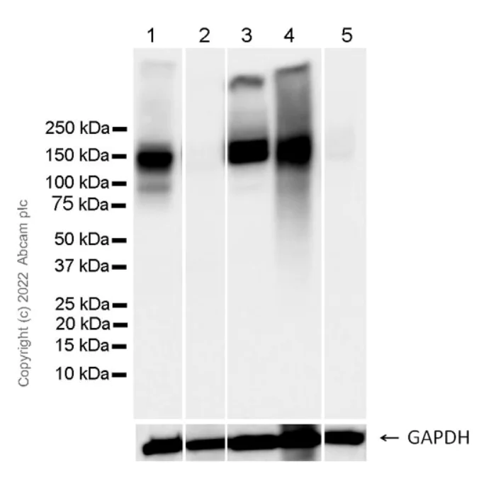 Western blot - Anti-NKCC1 antibody [EPR26256-60] - BSA and Azide free (AB303519)