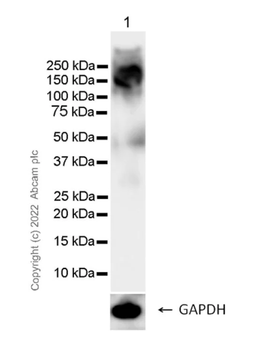 Western blot - Anti-NKCC1 antibody [EPR26256-60] - BSA and Azide free (AB303519)