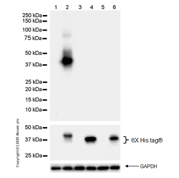 Western blot - Anti-NKG2A antibody [EPR23737-127] (AB260035), expandable thumbnail