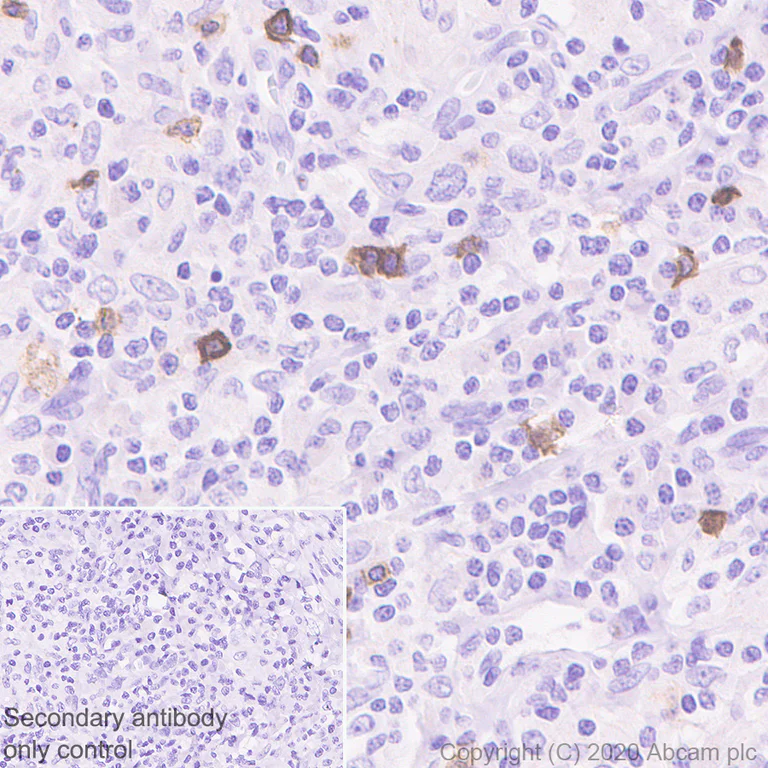 Immunohistochemistry (Formalin/PFA-fixed paraffin-embedded sections) - Anti-NKG2A antibody [EPR23737-127] - BSA and Azide free (AB273516)