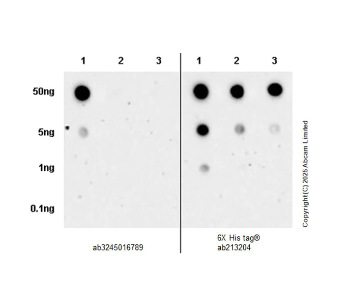 Dot Blot - Anti-NKG2A antibody [EPR27255-560] (AB324524)