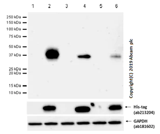 Western blot - Anti-NKG2A + NKG2E + NKG2C antibody [EPR22137] (AB224699)