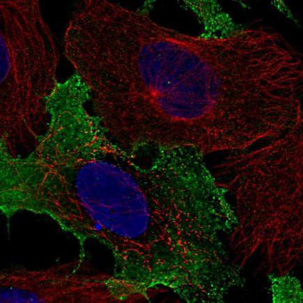 Immunocytochemistry/ Immunofluorescence - Anti-NKG2C antibody (AB220898), expandable thumbnail