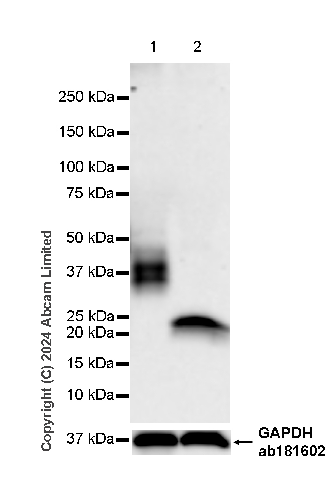 Western blot - Anti-NKG2D antibody [RM1173] (ab319162), expandable thumbnail