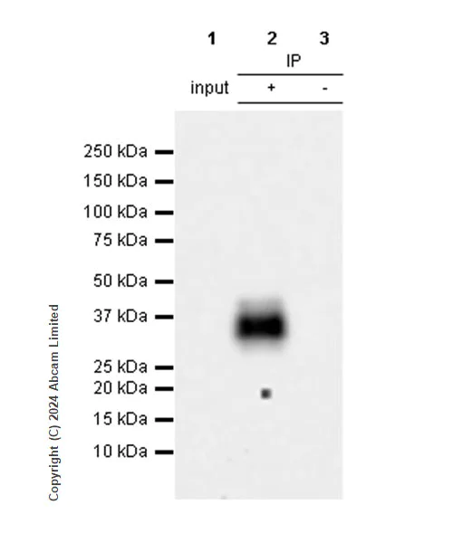 Immunoprecipitation - Anti-NKG2D antibody [RM1173] - BSA and Azide free (AB319163)