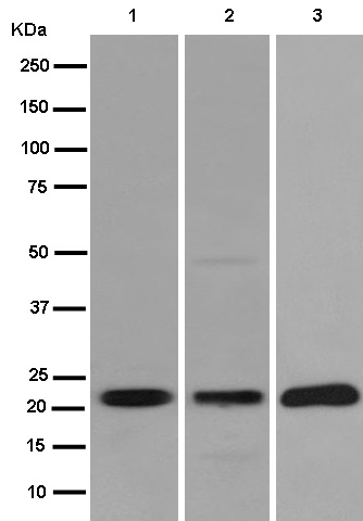 Western blot - Anti-NKp30 antibody [EPR14509] (AB186425)