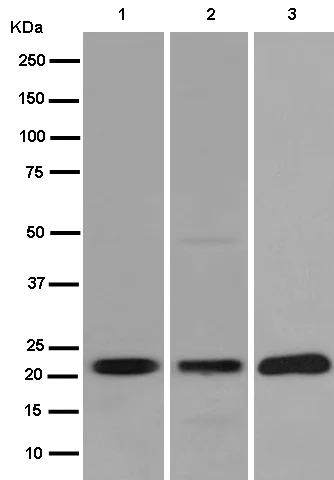Western blot - Anti-NKp30 antibody [EPR14509] (AB186425)