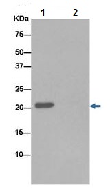 Immunoprecipitation - Anti-NKp30 antibody [EPR14509] - BSA and Azide free (AB250880)