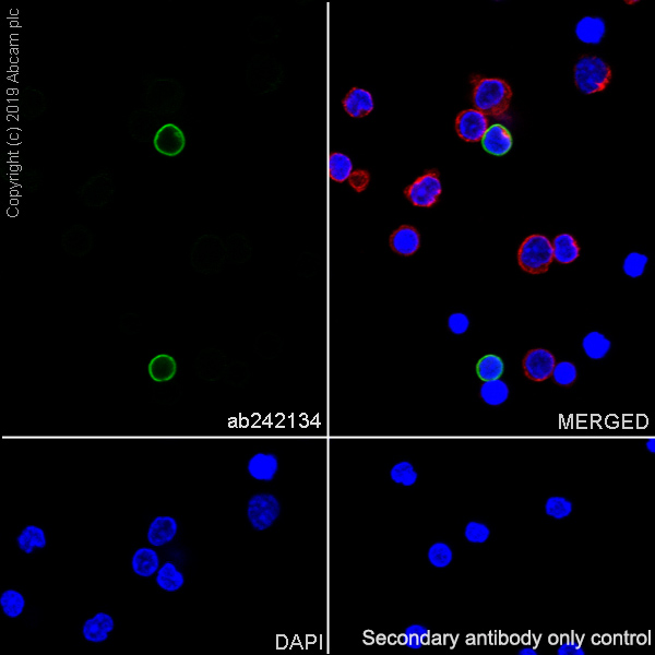 Immunocytochemistry/ Immunofluorescence - Anti-NKR-P1C antibody [EPR22990-12] (AB242134), expandable thumbnail