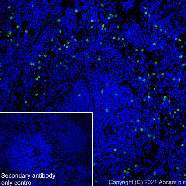 Immunohistochemistry (Frozen sections) - Anti-NKR-P1C antibody [EPR22990-31] (ab289542), expandable thumbnail