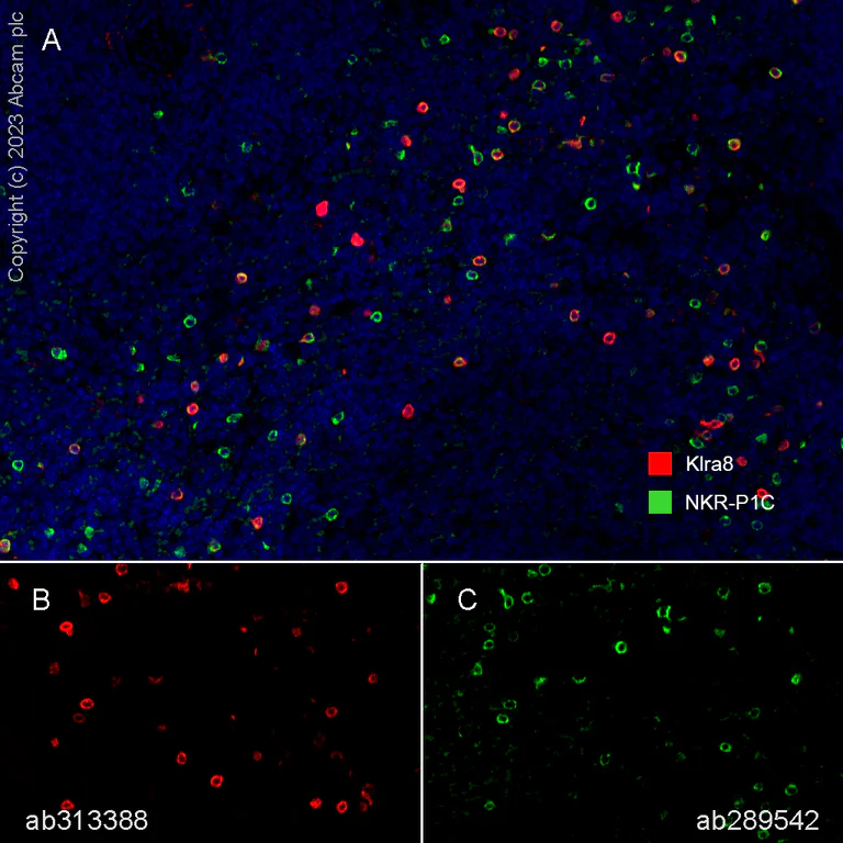 Multiplex immunohistochemistry - Anti-NKR-P1C antibody [EPR22990-31] (AB289542)