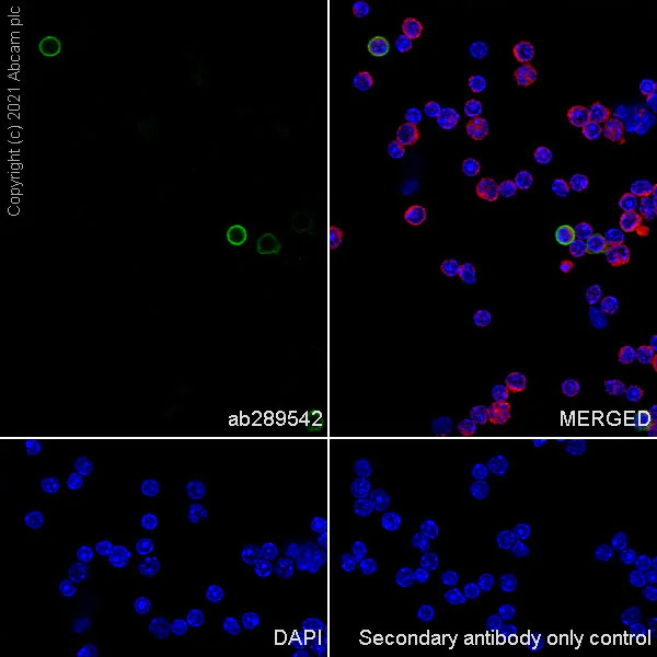 Immunocytochemistry/ Immunofluorescence - Anti-NKR-P1C antibody [EPR22990-31] - BSA and Azide free (AB289553)