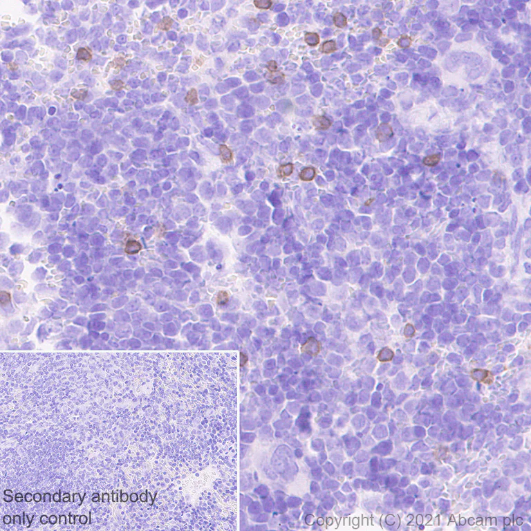 Immunohistochemistry (Formalin/PFA-fixed paraffin-embedded sections) - Anti-NKR-P1C antibody [EPR22990-31] - BSA and Azide free (AB289553)