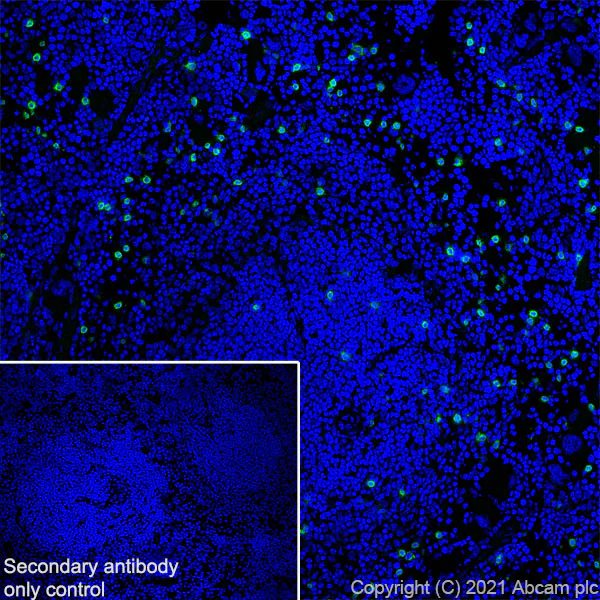 Immunohistochemistry (Frozen sections) - Anti-NKR-P1C antibody [EPR22990-31] - BSA and Azide free (AB289553)