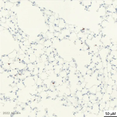 Immunohistochemistry (Formalin/PFA-fixed paraffin-embedded sections) - Anti-NKR-P1C/NK1.1 antibody [EPR22990-31] (AB289542)