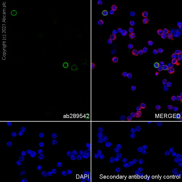 Immunocytochemistry/ Immunofluorescence - Anti-NKR-P1C/NK1.1 antibody [EPR22990-31] - BSA and Azide free (AB289553)