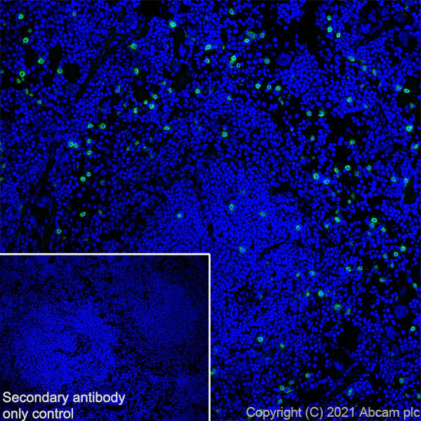 Immunohistochemistry (Frozen sections) - Anti-NKR-P1C/NK1.1 antibody [EPR22990-31] - BSA and Azide free (AB289553)