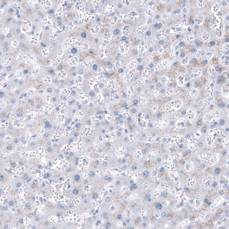 Immunohistochemistry (Formalin/PFA-fixed paraffin-embedded sections) - Anti-NKX2-2 Antibody [CL11380] (AB327133)