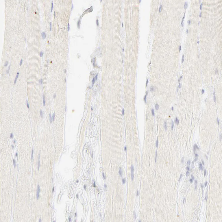 Immunohistochemistry (Formalin/PFA-fixed paraffin-embedded sections) - Anti-Nkx2.2 antibody (AB244270)