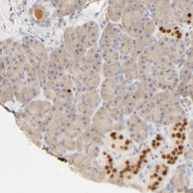 Immunohistochemistry (Formalin/PFA-fixed paraffin-embedded sections) - Anti-Nkx2.2 antibody (AB244270), expandable thumbnail