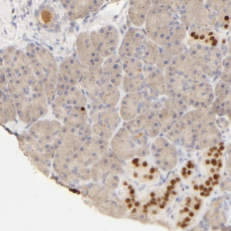 Immunohistochemistry (Formalin/PFA-fixed paraffin-embedded sections) - Anti-Nkx2.2 antibody (AB244270)