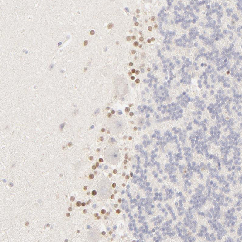 Immunohistochemistry (Formalin/PFA-fixed paraffin-embedded sections) - Anti-Nkx2.2 antibody (AB244270), expandable thumbnail