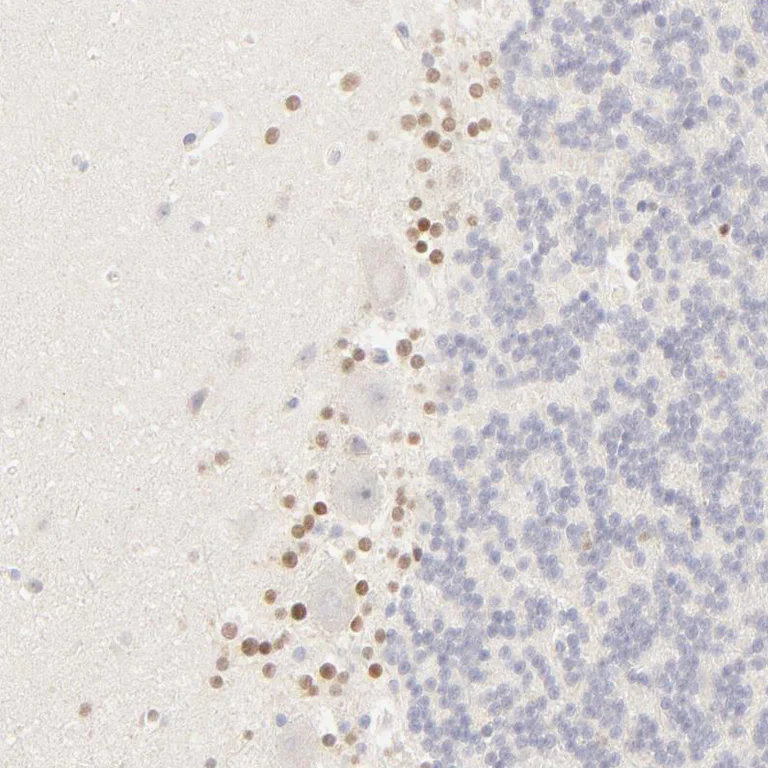 Immunohistochemistry (Formalin/PFA-fixed paraffin-embedded sections) - Anti-Nkx2.2 antibody (AB244270)
