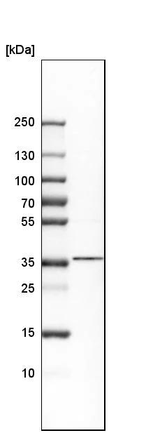 Western blot - Anti-Nkx2.2 antibody (AB244270)