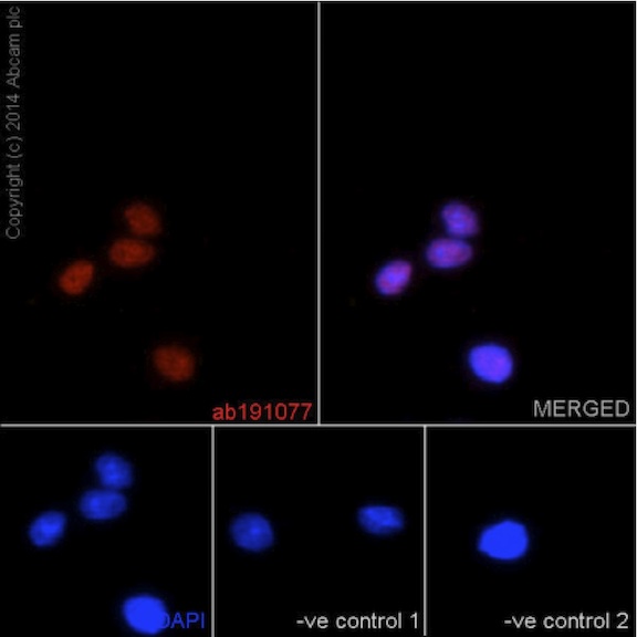 Immunocytochemistry/ Immunofluorescence - Anti-Nkx2.2 antibody [EPR14638] - BSA and Azide free (AB240318), expandable thumbnail
