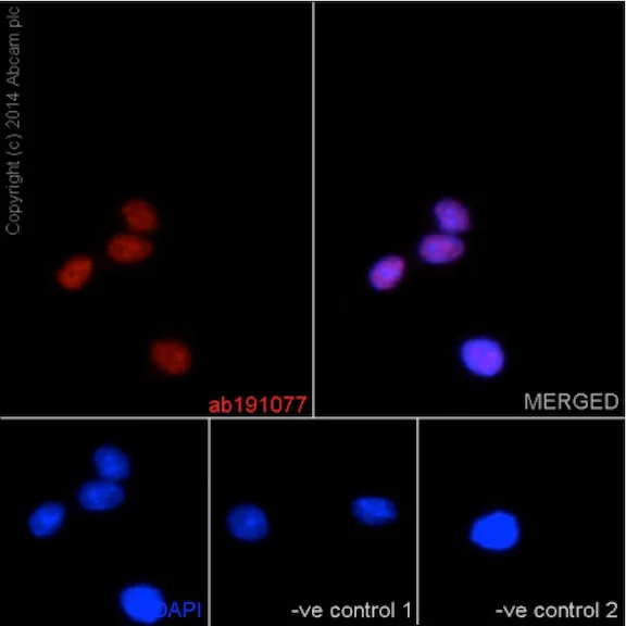 Immunocytochemistry/ Immunofluorescence - Anti-Nkx2.2 antibody [EPR14638] - BSA and Azide free (AB240318)