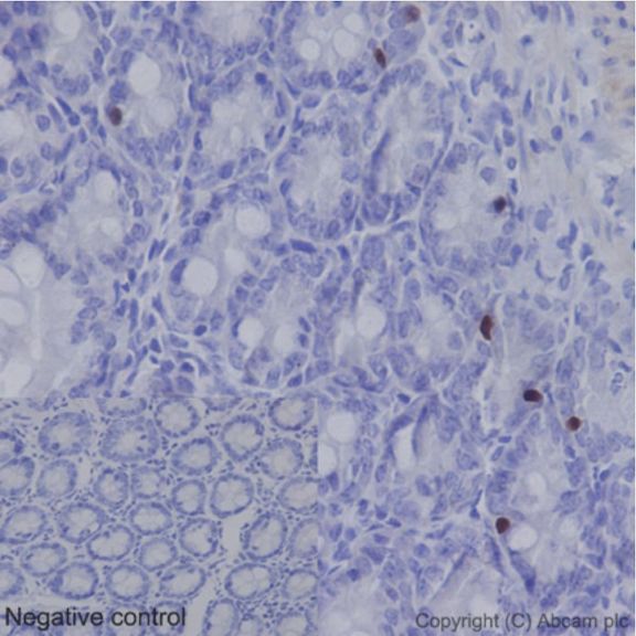Immunohistochemistry (Formalin/PFA-fixed paraffin-embedded sections) - Anti-Nkx2.2 antibody [EPR14638] - BSA and Azide free (AB240318), expandable thumbnail