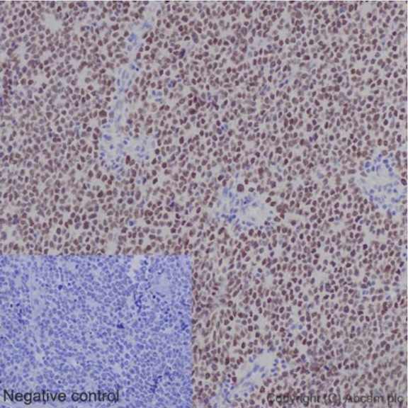 Immunohistochemistry (Formalin/PFA-fixed paraffin-embedded sections) - Anti-Nkx2.2 antibody [EPR14638] - BSA and Azide free (AB240318), expandable thumbnail