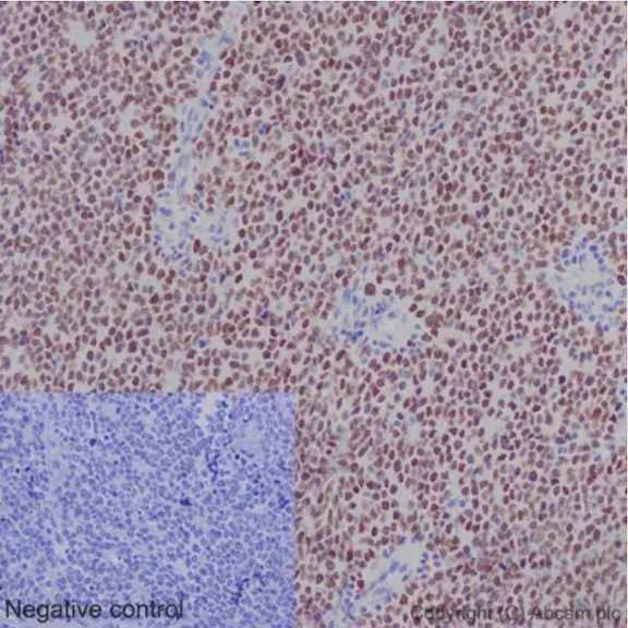 Immunohistochemistry (Formalin/PFA-fixed paraffin-embedded sections) - Anti-Nkx2.2 antibody [EPR14638] - BSA and Azide free (AB240318)