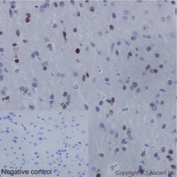 Immunohistochemistry (Formalin/PFA-fixed paraffin-embedded sections) - Anti-Nkx2.2 antibody [EPR14638] - BSA and Azide free (AB240318), expandable thumbnail
