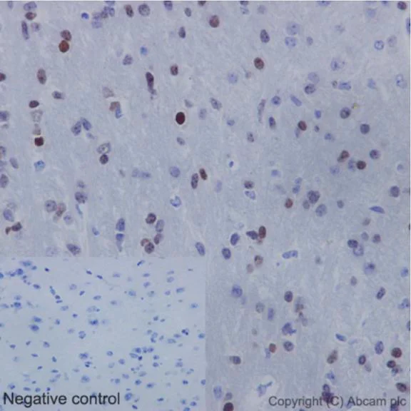 Immunohistochemistry (Formalin/PFA-fixed paraffin-embedded sections) - Anti-Nkx2.2 antibody [EPR14638] - BSA and Azide free (AB240318)