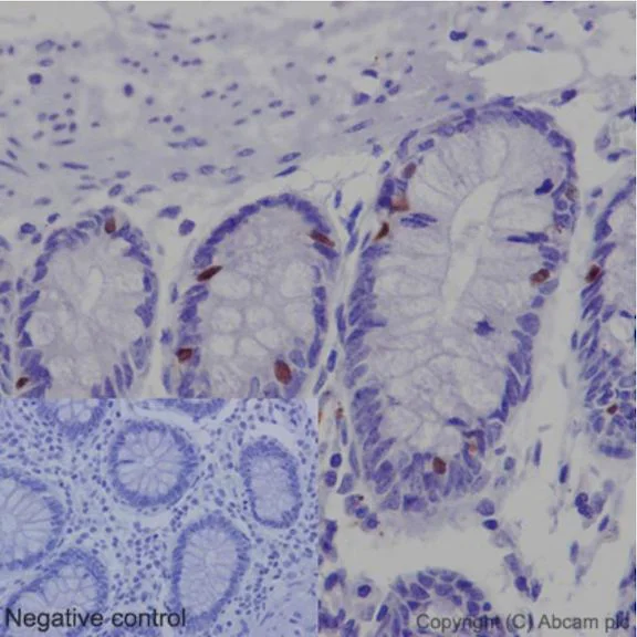 Immunohistochemistry (Formalin/PFA-fixed paraffin-embedded sections) - Anti-Nkx2.2 antibody [EPR14638] - BSA and Azide free (AB240318)