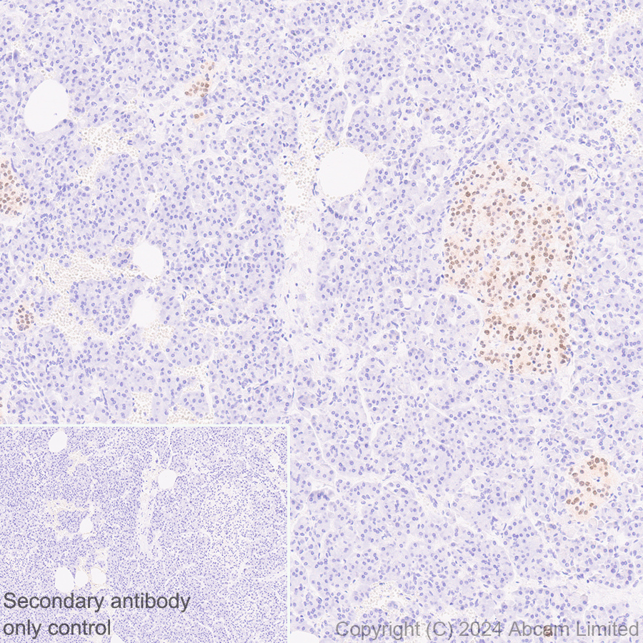 Immunohistochemistry (Formalin/PFA-fixed paraffin-embedded sections) - Anti-Nkx2.2 antibody [EPR14638] - BSA and Azide free (ab240318), expandable thumbnail