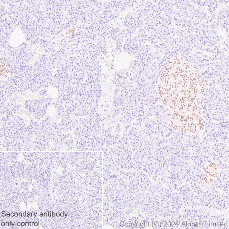 Immunohistochemistry (Formalin/PFA-fixed paraffin-embedded sections) - Anti-Nkx2.2 antibody [EPR14638] - BSA and Azide free (AB240318)