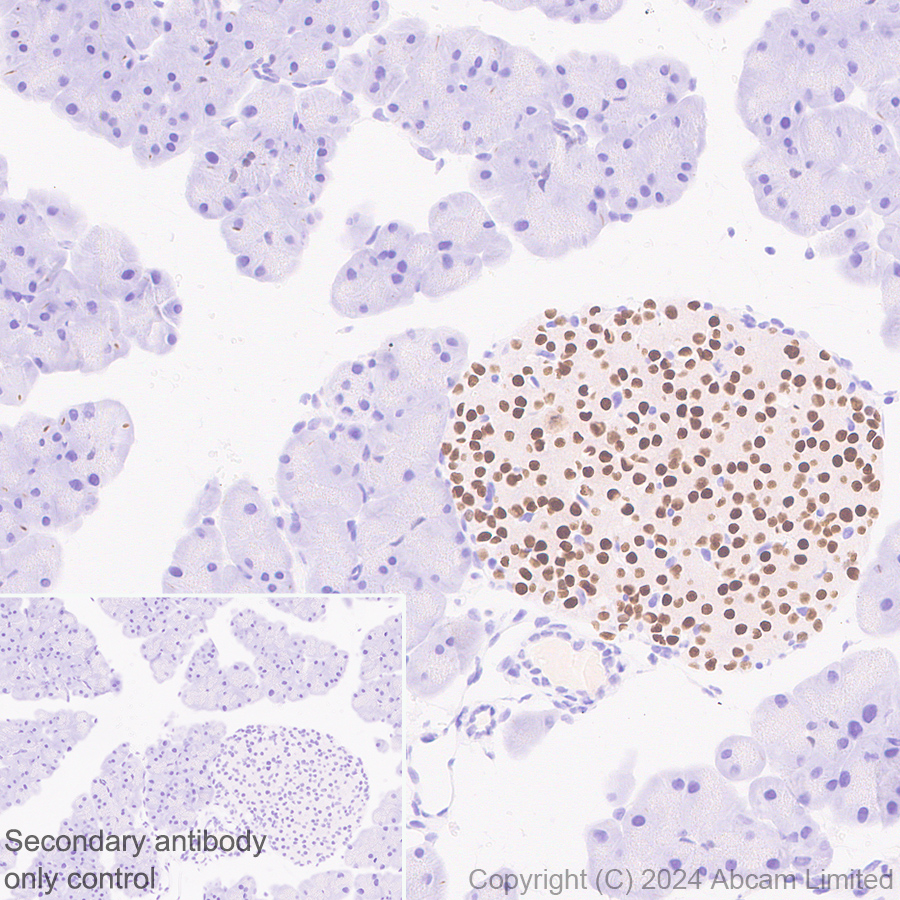 Immunohistochemistry (Formalin/PFA-fixed paraffin-embedded sections) - Anti-Nkx2.2 antibody [EPR14638] - BSA and Azide free (ab240318), expandable thumbnail