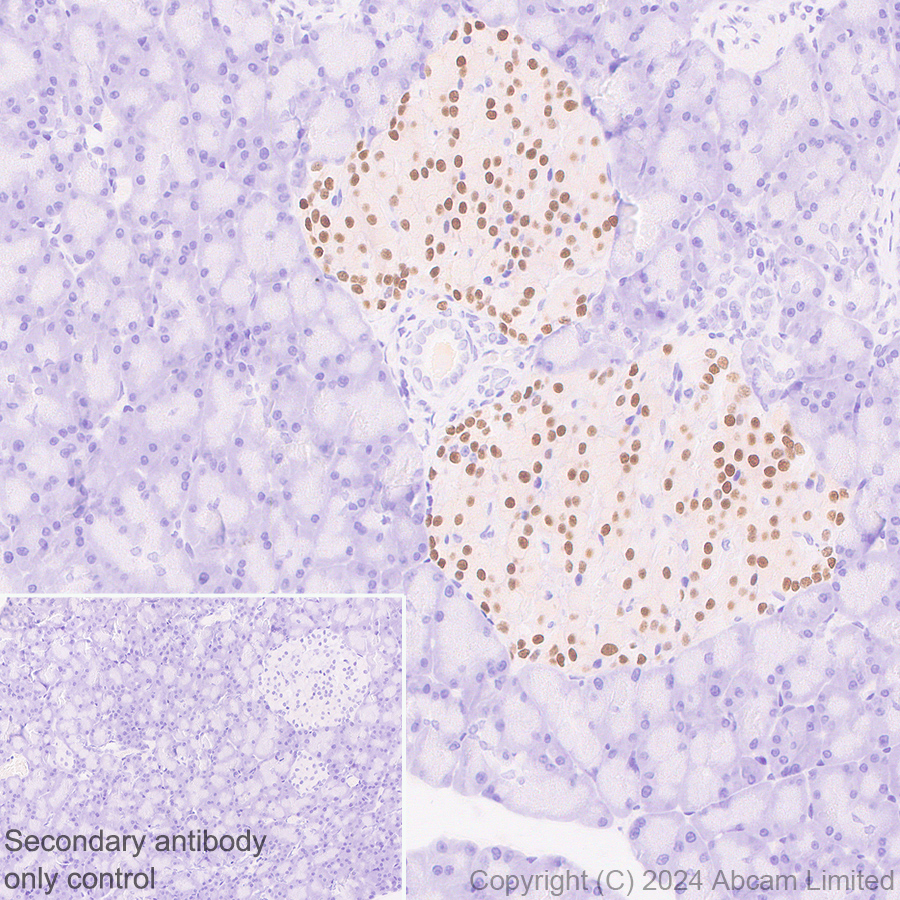 Immunohistochemistry (Formalin/PFA-fixed paraffin-embedded sections) - Anti-Nkx2.2 antibody [EPR14638] - BSA and Azide free (ab240318), expandable thumbnail