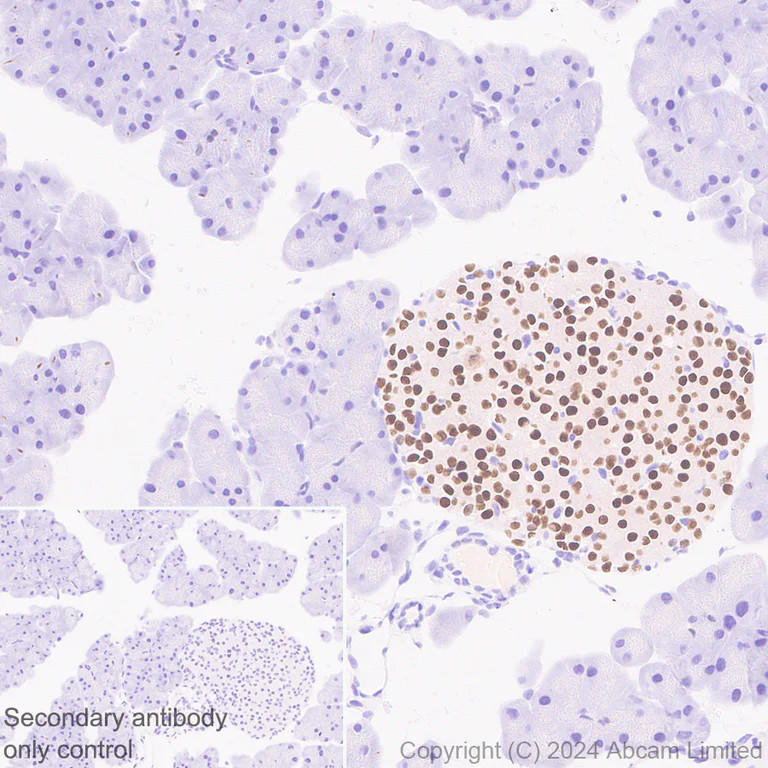 Immunohistochemistry (Formalin/PFA-fixed paraffin-embedded sections) - Anti-Nkx2.2 antibody [EPR14638] - N-terminal (AB191077)