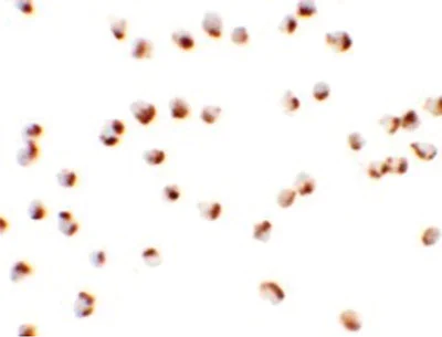 Immunocytochemistry - Anti-Nkx2.4 antibody (AB189202)