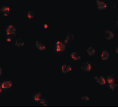 Immunocytochemistry/ Immunofluorescence - Anti-Nkx2.4 antibody (AB189202), expandable thumbnail