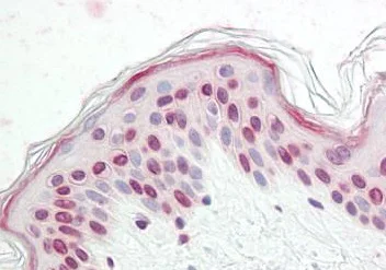 Immunohistochemistry (Formalin/PFA-fixed paraffin-embedded sections) - Anti-Nkx2.4 antibody (AB189202)