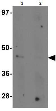 Western blot - Anti-Nkx2.4 antibody (AB189202), expandable thumbnail
