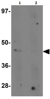 Western blot - Anti-Nkx2.4 antibody (AB189202)
