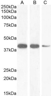 Western blot - Anti-Nkx2.5 antibody (AB106923)