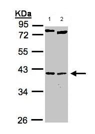 Western blot - Anti-Nkx2.5 antibody (AB97355), expandable thumbnail