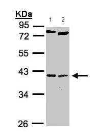 Western blot - Anti-Nkx2.5 antibody (AB97355)